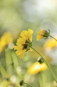 Yellow Flower, JPG
