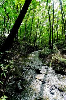 渓流 渓流,水,木漏れ日の写真素材