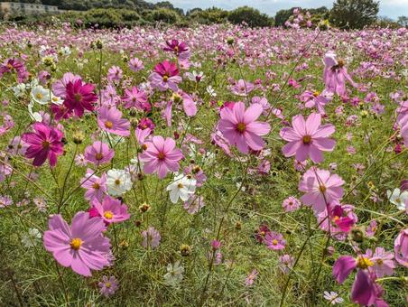 コスモス畑 コスモス畑,秋桜,コスモスの写真素材