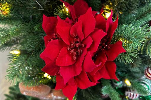 ポインセチア クリスマス,ポインセチア,花の写真素材