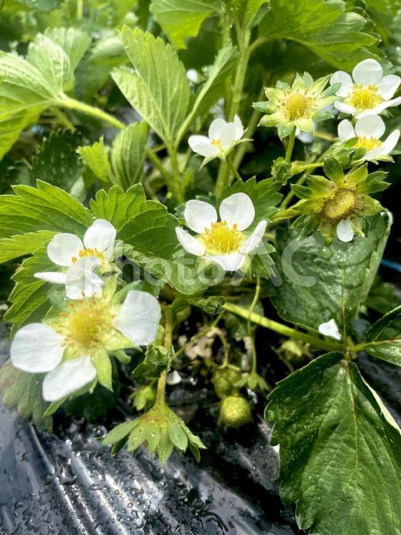 畑のいちごの花 いちご,花,畑の写真素材