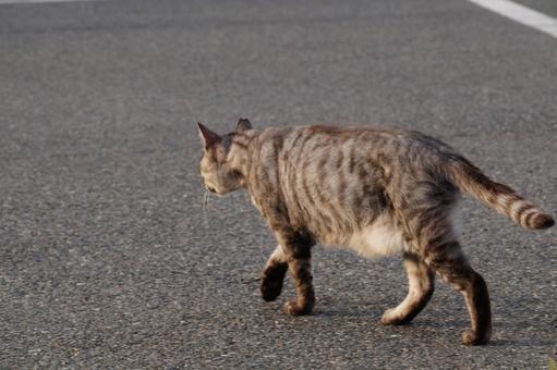 ねこ ねこの写真