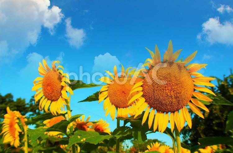ひまわりと夏空  ひまわり,向日葵,ヒマワリの写真素材