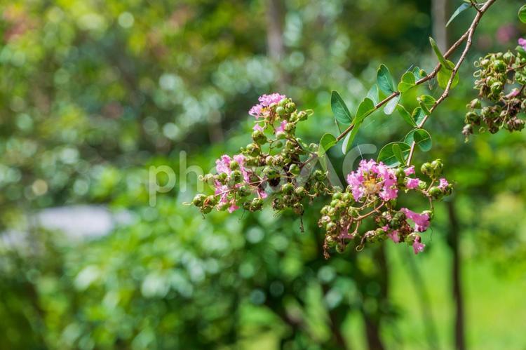 夏の日差しに映える百日紅の花 百日紅,サルスベリ,花の写真素材