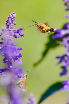 ヒメクロホウジャクとイチモンジセセリ⑴ 蛾,ヒメクロホウジャク,蝶の写真素材