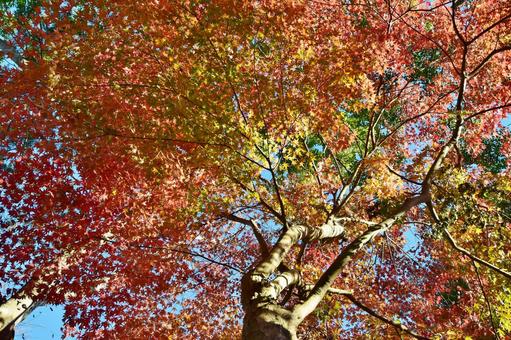 <秋のイメージ>紅葉 <秋のイメージ>紅葉 紅葉,紅葉狩り,グラデーションの写真素材