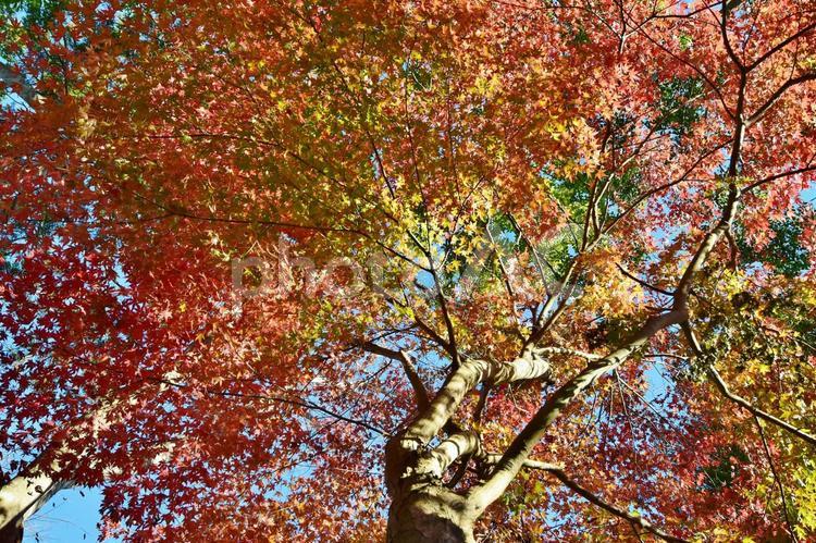 <秋のイメージ>紅葉 <秋のイメージ>紅葉 紅葉,紅葉狩り,グラデーションの写真素材