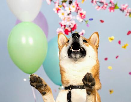 柴犬 柴犬の写真