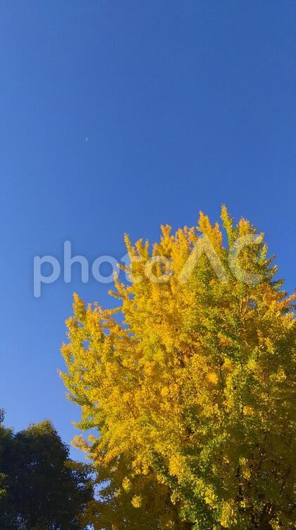 青空と月とイチョウ 何人もありません,葉,秋の写真素材