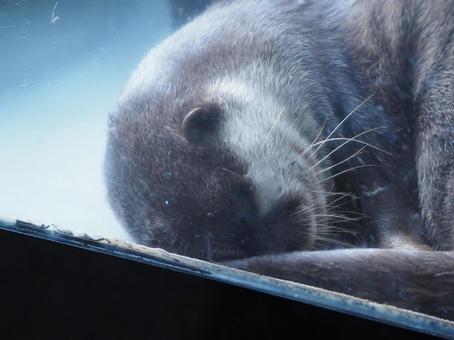 Photo, otter, are sleeping, cute animals, 