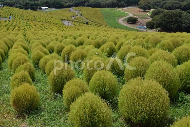 ひたち海浜公園　コキア 初秋,国営ひたち海浜公園,コキアの写真素材