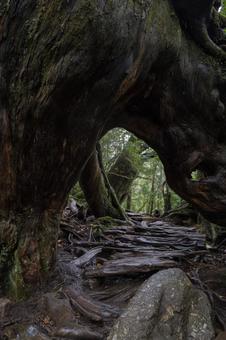 屋久島のくぐり杉 屋久島,世界自然遺産,鹿児島の写真素材
