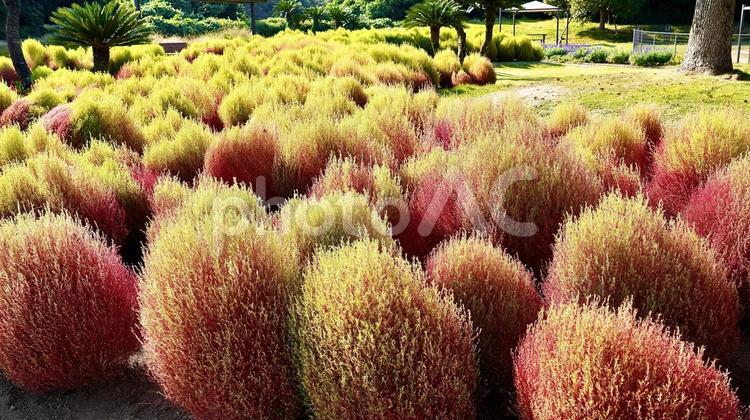 紅葉を始めた秋のコキア コキア,紅葉,秋の写真素材