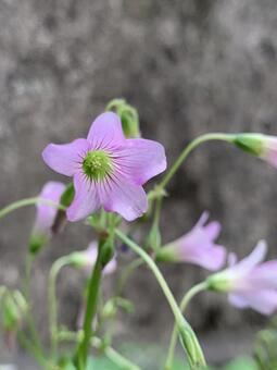 花 花の写真