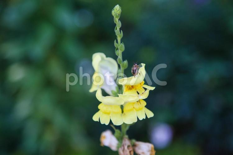 黄色い花にとまるてんとう虫 昆虫,虫,黄色の写真素材