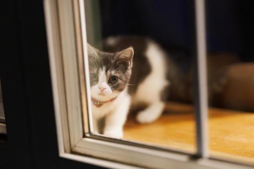 窓辺の子猫 窓辺の子猫 マンチカン,猫,子猫の写真素材