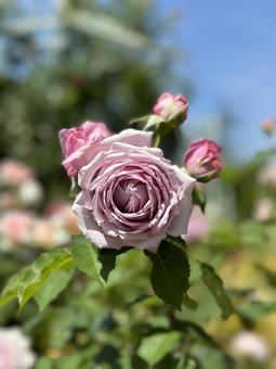 バラ バラの写真