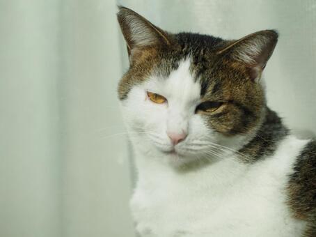 優しく見つめる猫のポートレート 猫,ねこ,ペットの写真素材