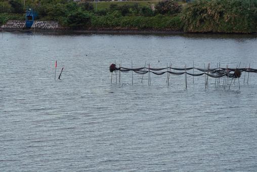 水面スレスレを飛ぶセグロカモメ 水面スレスレを飛ぶセグロカモメ セグロカモメ,渡り鳥,冬鳥の写真素材