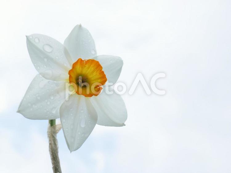 白い水仙の花ローアングル 水仙,ローアングル,シンプルの写真素材