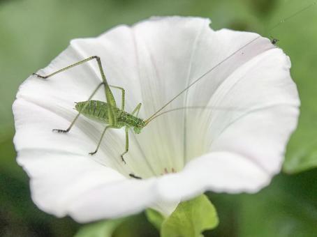 6月のヒルガオの花とツユムシ幼虫 6月のヒルガオの花とツユムシ幼虫 ヒルガオ,ツユムシ,幼虫の写真素材