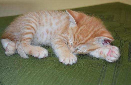 座布団で眠る子猫 座布団で眠る子猫の写真