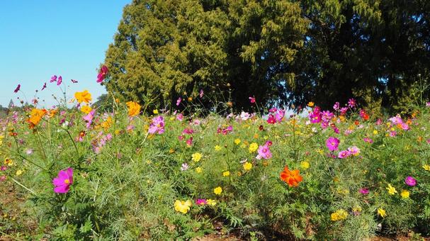 あけぼの山農業公園・コスモスの花畑・柏市 あけぼの山農業公園・コスモスの花畑・柏市 秋,あけぼの山農業公園,コスモスの写真素材
