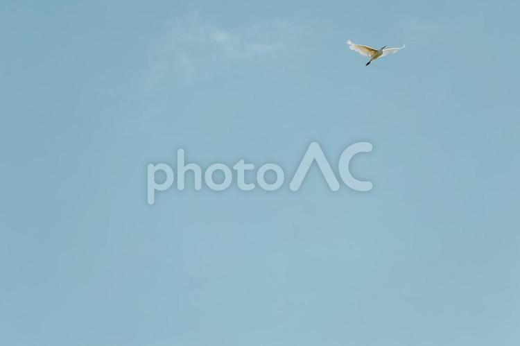 大空を飛ぶサギ 大空を飛ぶサギ サギ,鳥,保護動物の写真素材