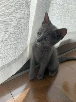 ロシアンブルー ロシアンブルー 猫,ロシアンブルー,子猫の写真素材