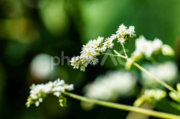 森の奥で咲く小さい白い花 小さい,白い花,花の写真素材