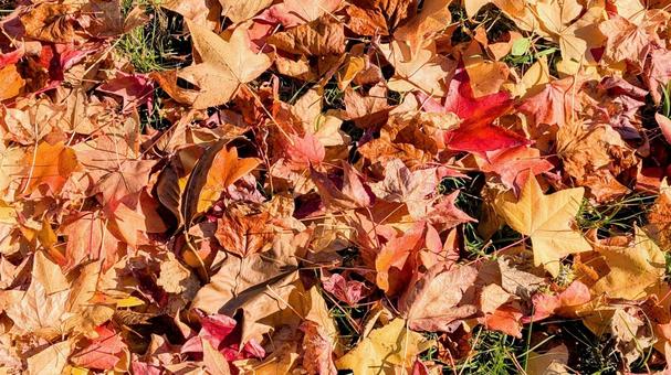 散っていた赤い紅葉 散る,赤,紅葉の写真素材