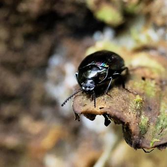 Photo, long rainbow floor beetle, bedbug, insect, 