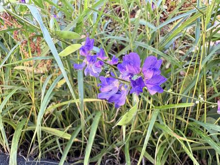 ナンテンハギの紫の花 01 ナンテンハギの紫の花 01の写真