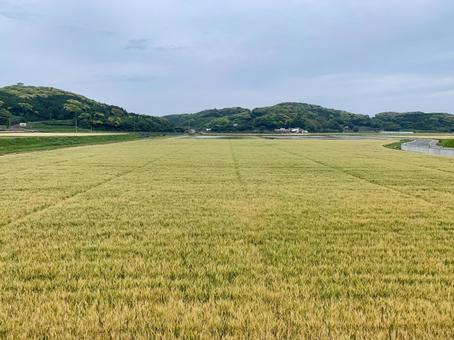 麦畑 風景,島,畑の写真素材
