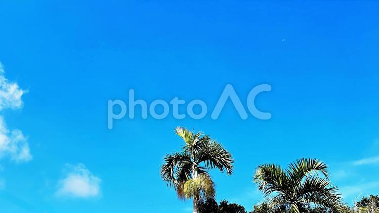 青空とヤシの木 ヤシの木,椰子の木,palmの写真素材