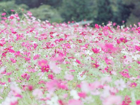 A pale cosmos field, JPG