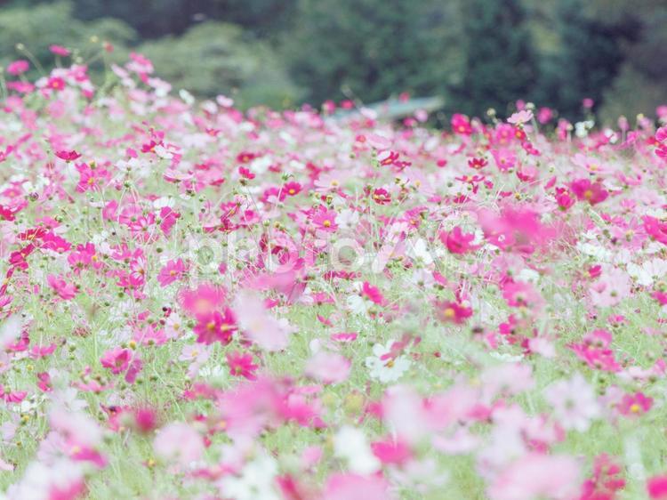 淡い雰囲気のコスモス畑 コスモス,初秋,9月の写真素材