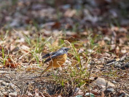 照片, 黄尾鸲, 乔比奥, 雄性daurian redstart, 
