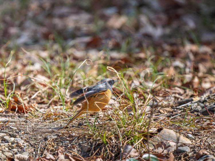 地面を歩くジョウビタキのオス ジョウビタキ,ジョビオ,ジョウビタキのオスの写真素材