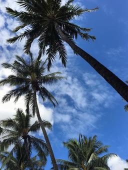 ヤシの木 ハワイの空 ヤシの木 ハワイの空の写真