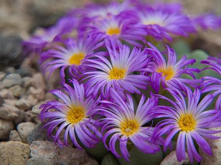 星姫 コノフィツム,花,多肉植物の写真素材