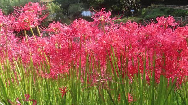 Red spider lily, JPG Red spider lily, JPG