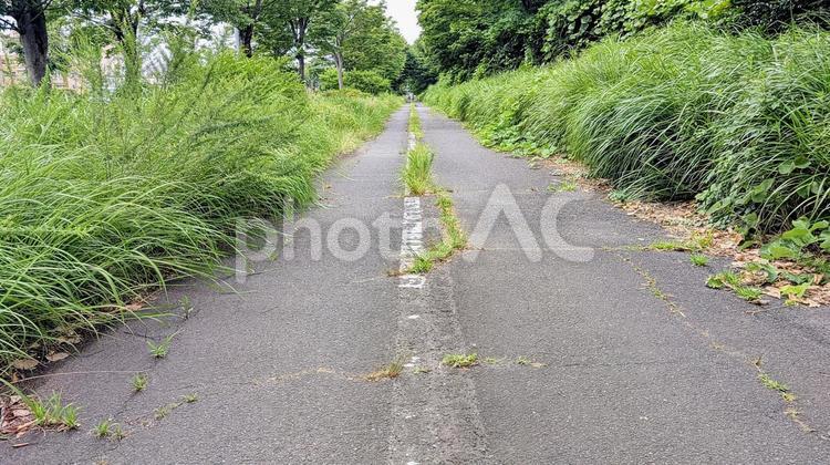 草が生い茂った歩道 歩道,草,生い茂るの写真素材