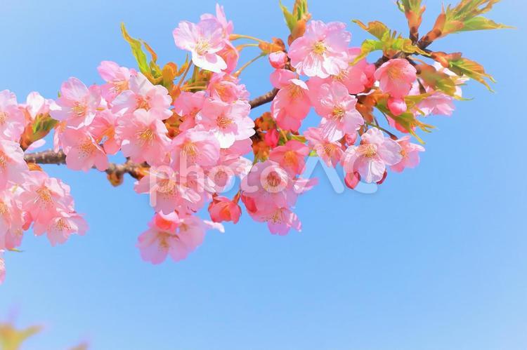 快晴の青空と満開の美しい河津桜 植物,花,桜の写真素材