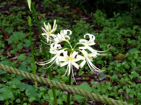 郊外の林道脇に咲く白いヒガンバナ ヒガンバナ,花,植物の写真素材
