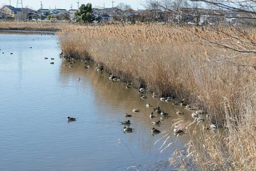 草陰で羽を休める鴨たち マガモ,カルガモ,オナガガモの写真素材
