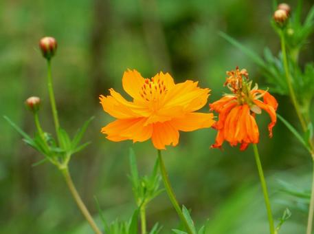 【花の写真】コスモスの写真