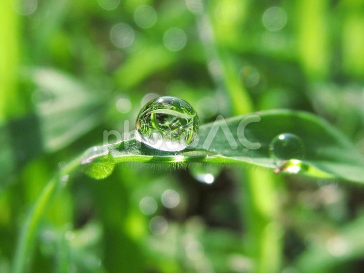 水滴と緑の葉と朝日の光（Water drops） 水滴,すいてき,しずくの写真素材