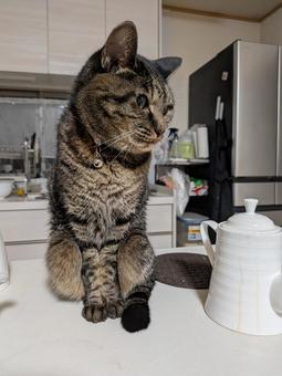 ねこ キジトラ,茶色,座るの写真素材