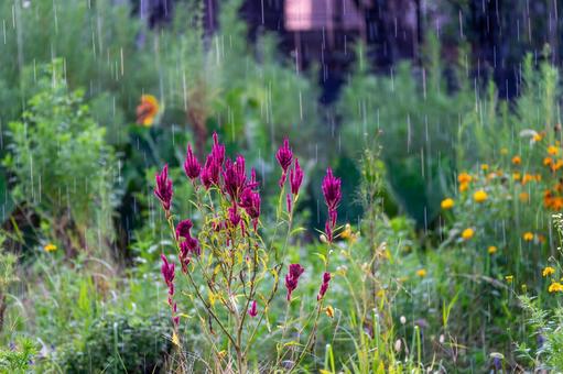 雨に濡れる花 雨に濡れる花の写真